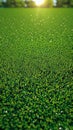 Green playground or sports field with fresh, vibrant grass, 3D