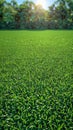 Green playground or sports field with fresh, vibrant grass, 3D