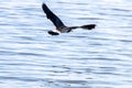 Green Plover in flight. European Northern Lapwing Vanellus vanellus Royalty Free Stock Photo