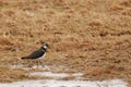 Green Plover