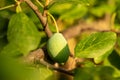 Green plum on a branch. Plum ripening in the garden. Closeup of a green plum