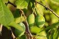 Green plum on a branch. Plum ripening in the garden. Closeup of a green plum