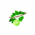 Green Plum illustration on white background