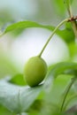 Green plum