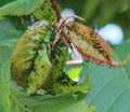 Green plum leaf with pests Royalty Free Stock Photo