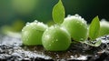 Green Plum Lies on the Grass Background Selective Focus