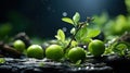 Green Plum Lies on the Grass Background Selective Focus