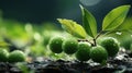 Green Plum Lies on the Grass Background Selective Focus