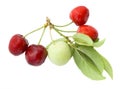 Green plum and red cherry