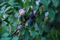 Green plum trees in the village in the summer Royalty Free Stock Photo