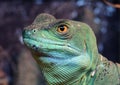 Green Plumed Basilisk Royalty Free Stock Photo