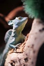 Green Plumed Basilisk lizard Royalty Free Stock Photo