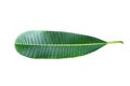 Green plumeria leaf isolated on white