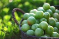 Green plums in basket