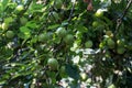 Green Plums Or Greengage on a plum tree bush. Royalty Free Stock Photo