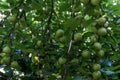 Green Plums Or Greengage on a plum tree bush. Royalty Free Stock Photo