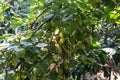 Green Plums Or Greengage on a plum tree bush. Royalty Free Stock Photo