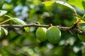 Green plums ripen on a tree branch closeup