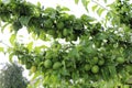 Green plums ripen on the tree in the garden. The harvest will be very good