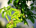 Green plums ripening on a tree, organic food concept