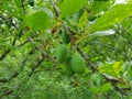 Green plums slowly developing in the light of the sun
