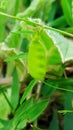 Green Pluses plant Royalty Free Stock Photo