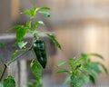 Green poblano peppers in the garden