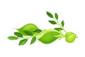 Green Pod of Chickpea as Annual Legume Plant with Green Proteinic Pea Inside Vector Illustration