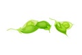 Green Pod of Chickpea as Annual Legume Plant with Green Proteinic Pea Inside Vector Illustration