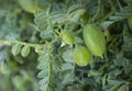 Green pod chickpea. Green chickpeas in pod. Chickpea plant detail growing on the field. Green pod chickpea yesil nohut is a