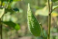Green pods of asclepias syriaca with seeds close up. Common milkweed. Royalty Free Stock Photo