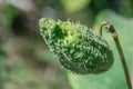 Green pods of asclepias syriaca with seeds close up. Common milkweed plant. Royalty Free Stock Photo