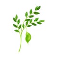 Green Pods of Chickpea Hanging on Stem as Annual Legume Plant Vector Illustration