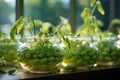 Green pods of germinated peas in a light background overl