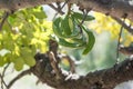 Green pods hang on the branches of carob tree Royalty Free Stock Photo