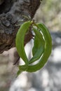 Green pods hang on the branches of carob tree Royalty Free Stock Photo