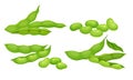 Green Pods with Green Leaves and Soy Beans Inside Vector Set