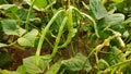 Green pods of lobia Chawla crop, close up image
