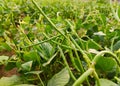 Green pods of lobia Chawla crop, close up image