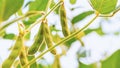 Green pods of soybeans, close-up, on young soybean plants growing in the field against a background