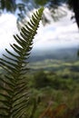 Close up green plant with lot of leafs Royalty Free Stock Photo