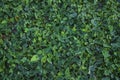 Green Pointed gourd plant field texture background Royalty Free Stock Photo