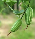 Green pointed gourd