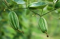 Green pointed gourd in vegetable garden