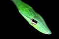 Green Poisonous snake