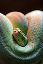 Green snake coiled with head in focus