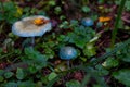 Green poisonous toadstools in the autumn forest. Royalty Free Stock Photo