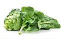 Green Pok Choi on white background