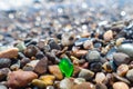 Green polished glass pebble on seashore