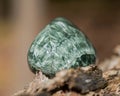 Green polished Seraphinite specimen from Eastern Siberia in Russia on fibrous tree bark in the forest. Gem quality clinochlore